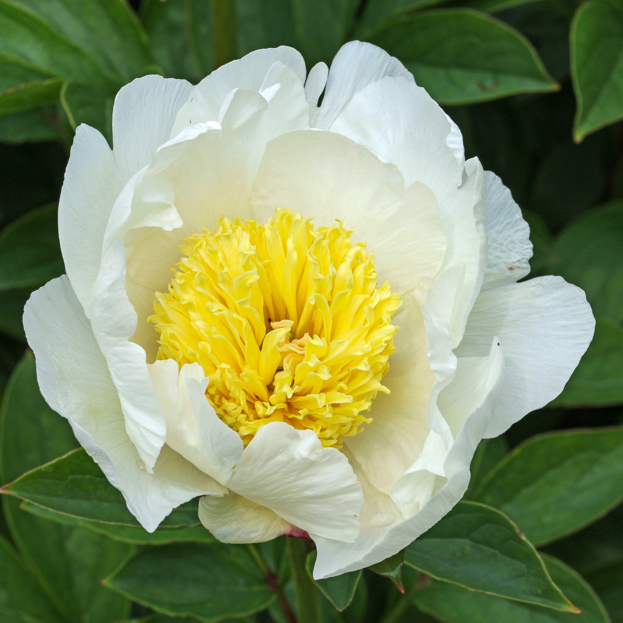 Pion 'Cheddar Pom Pom'